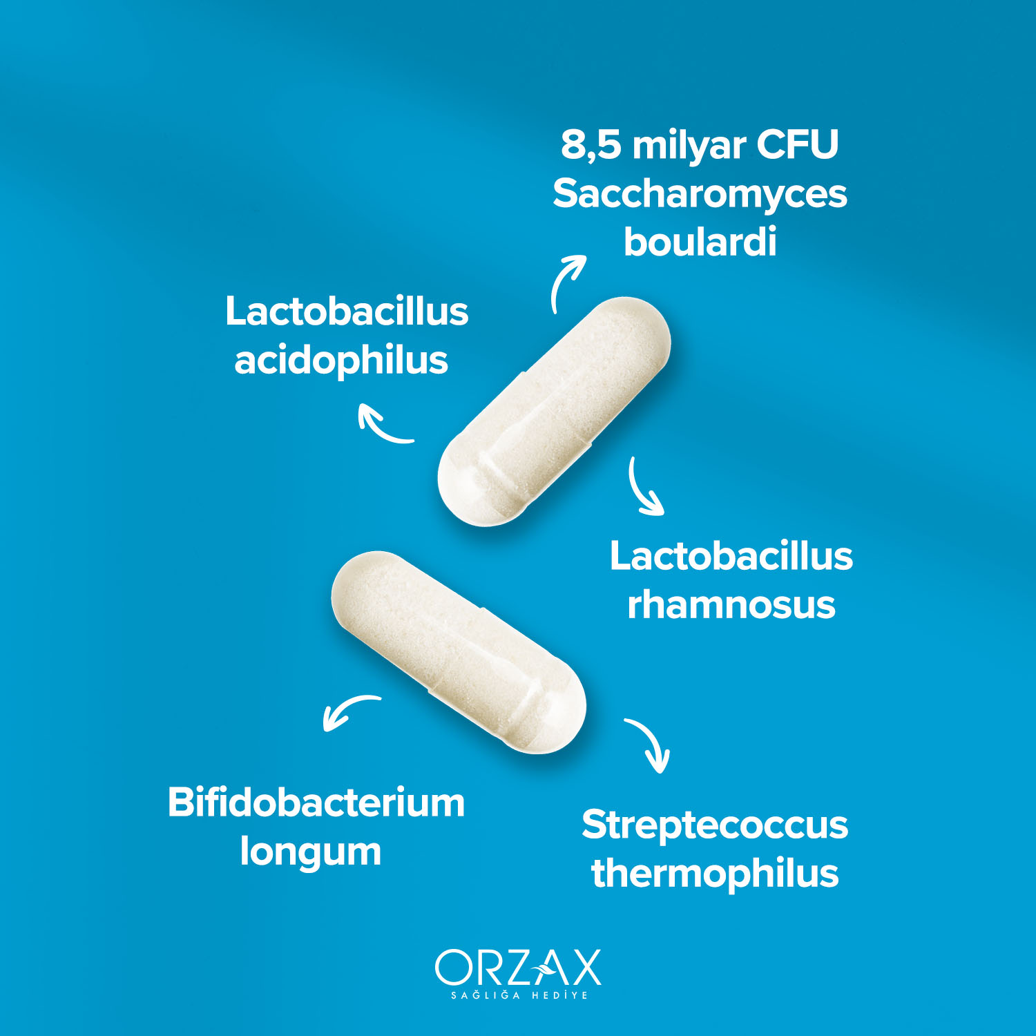 Bigflor Probiyotik Kapsül Bigflor Probiyotik Kapsül - Görsel 3